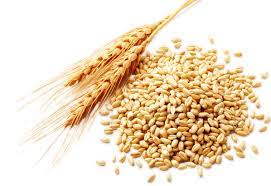 wheat