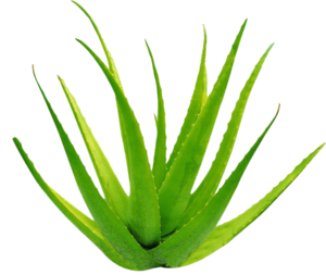 aloevera