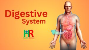 Digestive